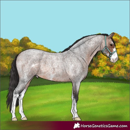 Horse Color:Brown Roan Sabino