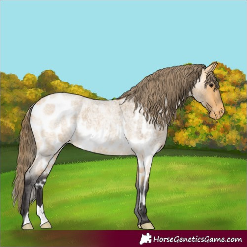 Horse Color:Buckskin Roan Skewed Appaloosa 