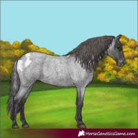 Horse Color:Smoky Blue Roan Skewed LP Spotted Rabicano