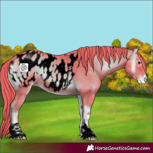 Horse Color:Void Watercolor Red Onyx Appaloosa