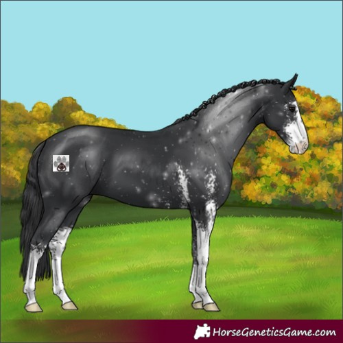 Horse Color:Black Sabino 