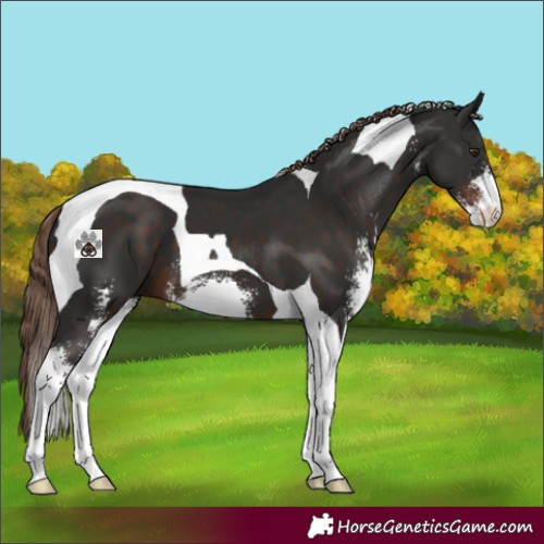 Horse Color:Liver Chestnut Sabino Tobiano