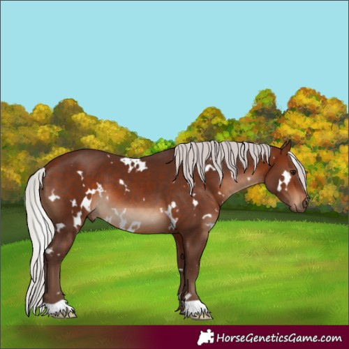 Horse Color:White Spotted Silver Bay 