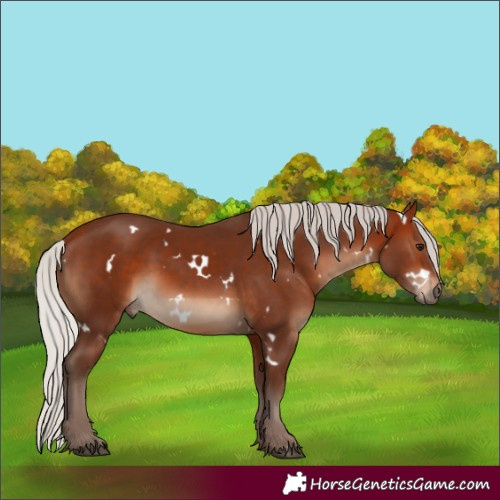 Horse Color:White Spotted Silver Bay