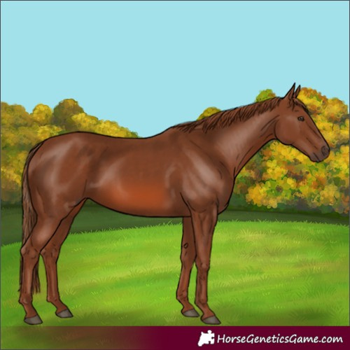 Horse Color:Chestnut 