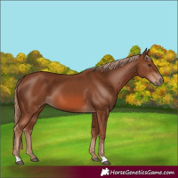 Horse Color:Chestnut 