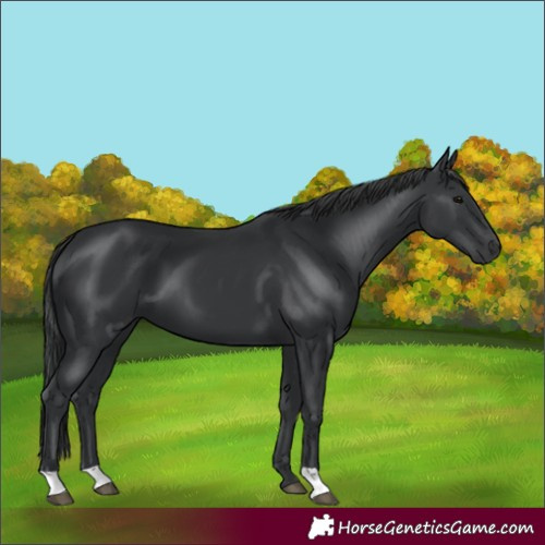 Horse Color:Black 