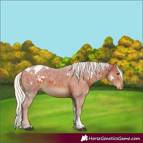 Horse Color:White Spotted Silver Brown Tobiano Skewed Appaloosa Rabicano 