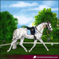 Horse Color:Gray White Spotted Silver Brown Onyx Splash Appaloosa Rabicano