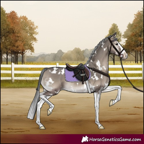 Horse Color:White Spotted Grullo Onyx Splash Rabicano 