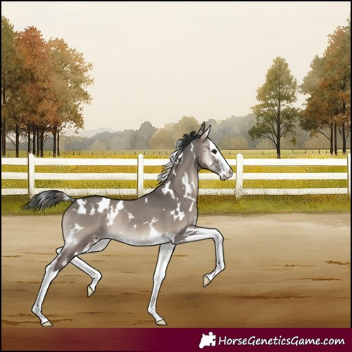Horse Color:White Spotted Grullo Onyx Splash Rabicano 