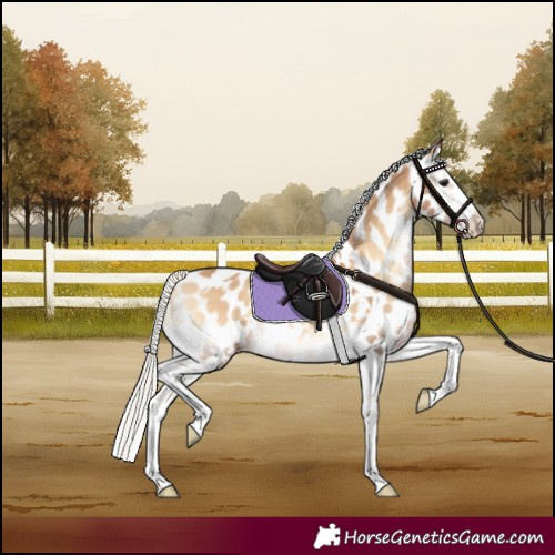 Horse Color:White Spotted Silver Bay Onyx Splash Tobiano Appaloosa Rabicano