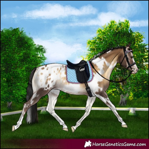 Horse Color:Gray White Spotted Sable Champagne Onyx Frame Appaloosa Rabicano