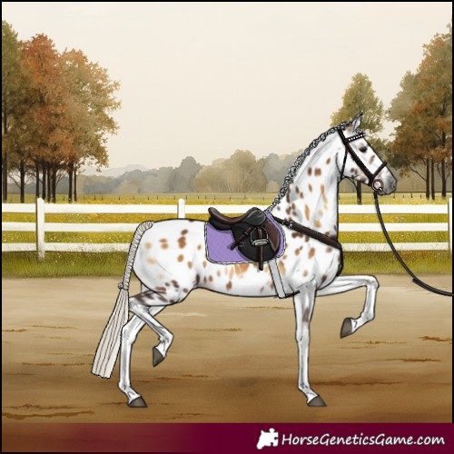 Horse Color:Gray Silver Brown Onyx Sabino Appaloosa Rabicano 