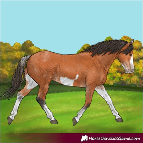 Horse Color:White Spotted Bay Frame