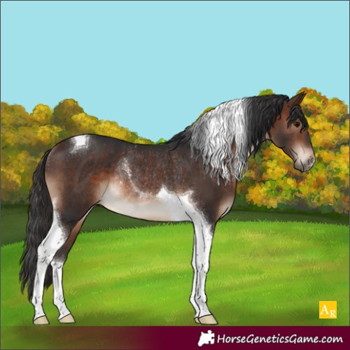 Horse Color:Brown Tobiano Rabicano 