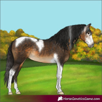 Horse Color:Gray Buckskin Sabino Tobiano Rabicano