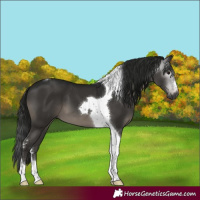 Horse Color:Gray Smoky Black Sabino Tobiano
