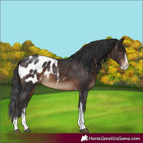 Horse Color:Brown Splash Tobiano Appaloosa 