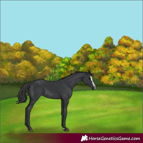 Horse Color:Black Splash Frame 
