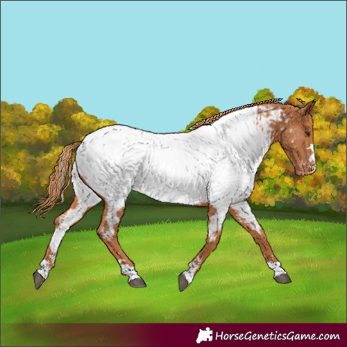 Horse Color:Chestnut Appaloosa 