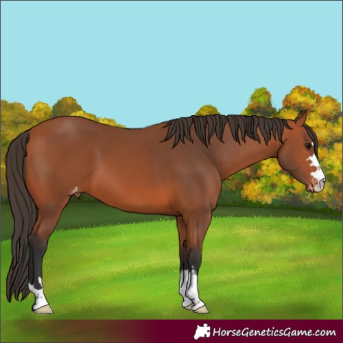 Horse Color:Bay Appaloosa