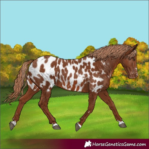 Horse Color:Chestnut Appaloosa Rabicano