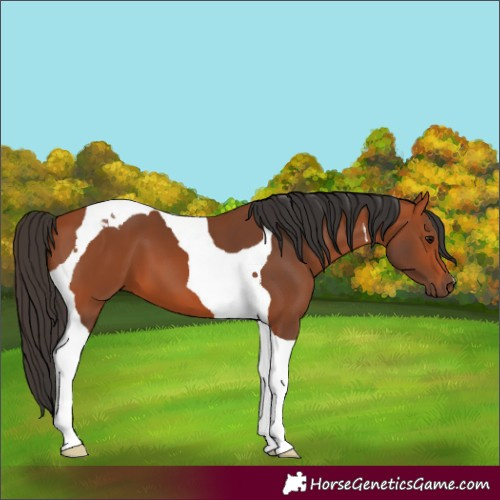 Horse Color:Bay Tobiano