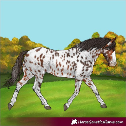 Horse Color:Bay Appaloosa