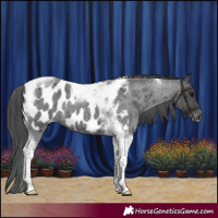 Horse Color:Blue Roan Tobiano Appaloosa