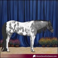 Horse Color:Blue Roan Tobiano Appaloosa