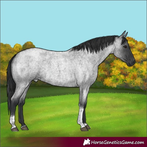 Horse Color:Blue Roan Tobiano