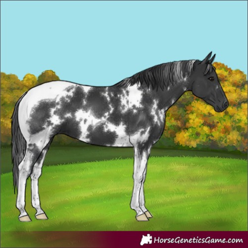 Horse Color:White Spotted Black Tobiano 