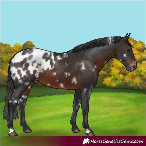 Horse Color:White Spotted Brown Appaloosa 