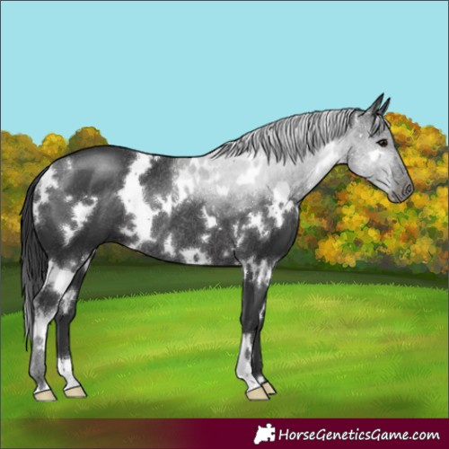 Horse Color:White Spotted Black Rabicano 