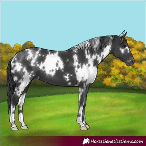 Horse Color:White Spotted Black Appaloosa 