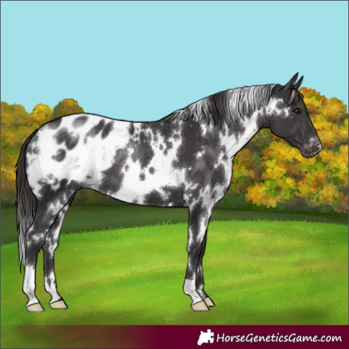 Horse Color:White Spotted Smoky Black Appaloosa 