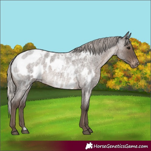 Horse Color:Silver Blue Roan Appaloosa Rabicano