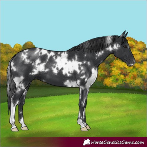 Horse Color:White Spotted Black