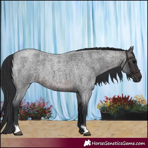 Horse Color:Brown Roan 