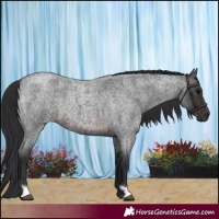 Horse Color:Brown Roan
