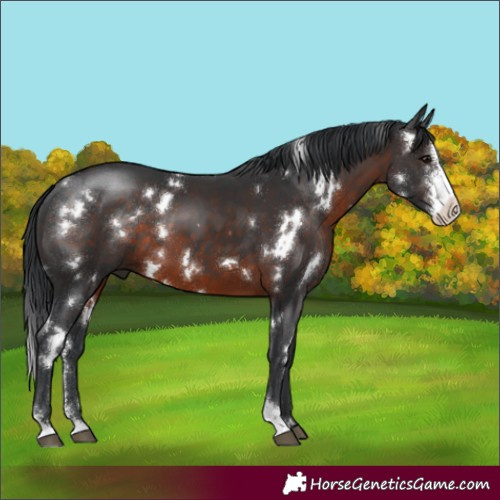 Horse Color:White Spotted Brown Sabino 