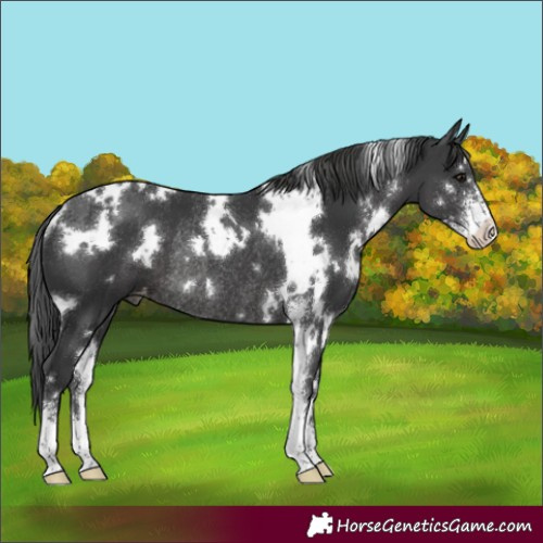 Horse Color:White Spotted Black Sabino Appaloosa Rabicano