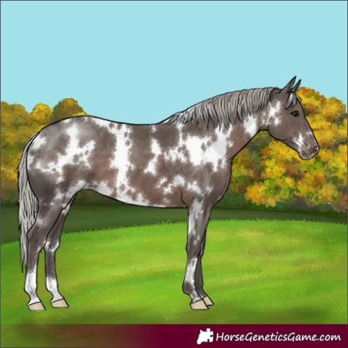 Horse Color:White Spotted Silver Black Appaloosa 