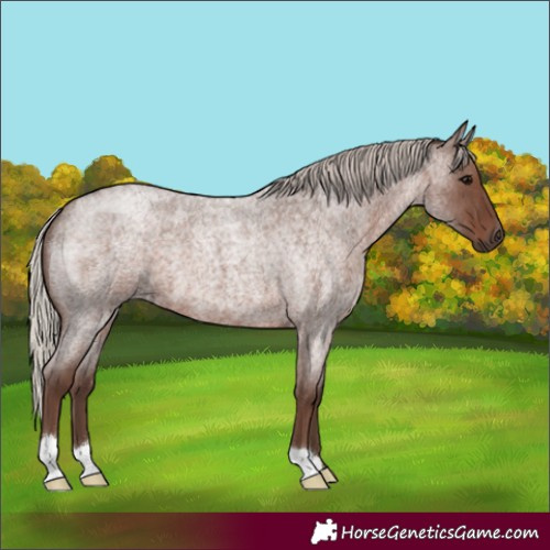 Horse Color:Silver Blue Roan 