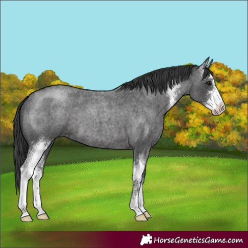Horse Color:Blue Roan Sabino