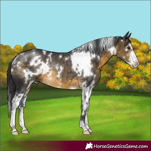 Horse Color:White Spotted Buckskin Sabino Rabicano 