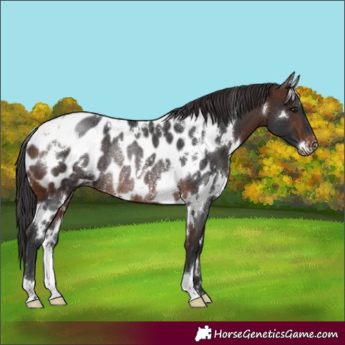 Horse Color:White Spotted Brown Appaloosa Rabicano 