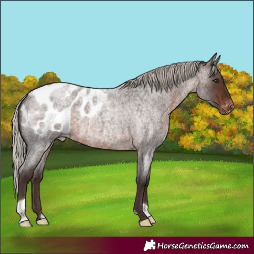 Horse Color:Silver Brown Roan Appaloosa 