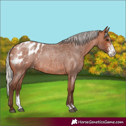 Horse Color:Silver Bay Roan Sabino Appaloosa 